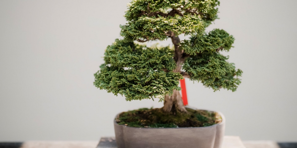 Automatisch bomen planten met de bunq Green Card